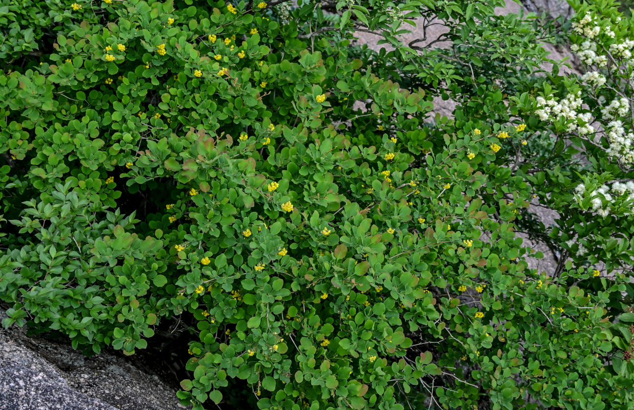 Изображение особи Berberis anhweiensis.