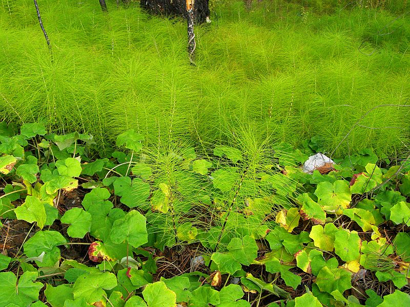 Изображение особи Equisetum telmateia.