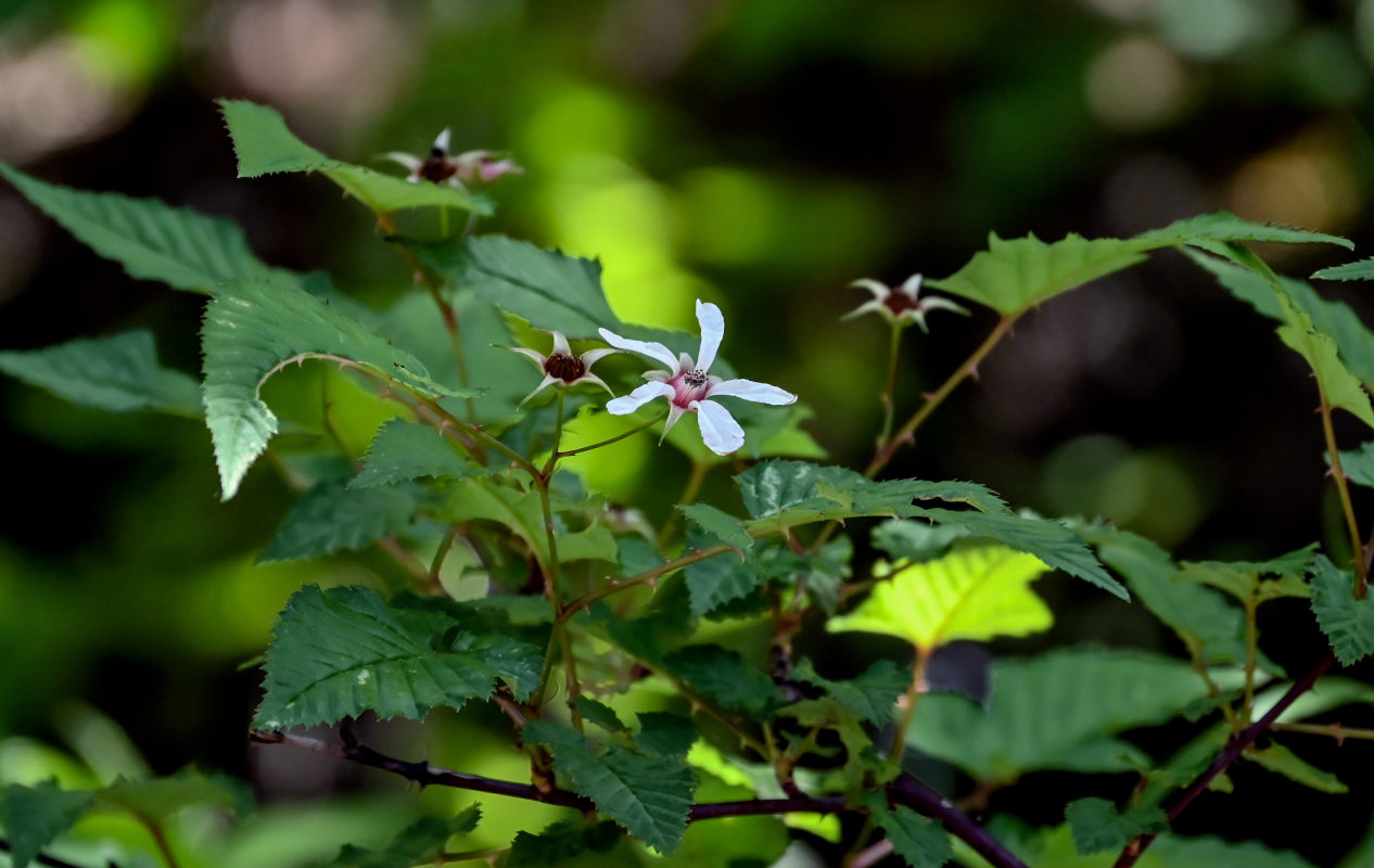 Изображение особи род Rubus.