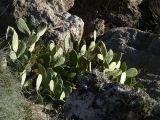 Opuntia ficus-indica. Вегетирующее растение. Турция, г. Анталья, на скалах морского побережья. 29 декабря 2025 г.