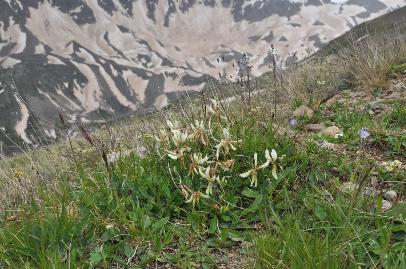 Изображение особи Trifolium polyphyllum.