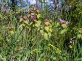 Lamium purpureum. Цветущие растения. Крым, окр. г. Судак, с.-в. склон горы Перчем, обочина грунтовой дороги. 23.04.2025.