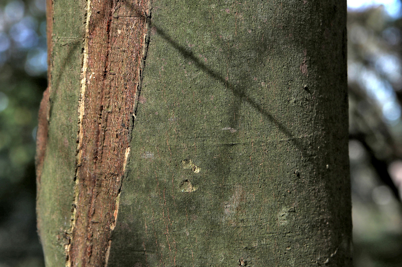 Изображение особи Cinnamomum sieboldii.