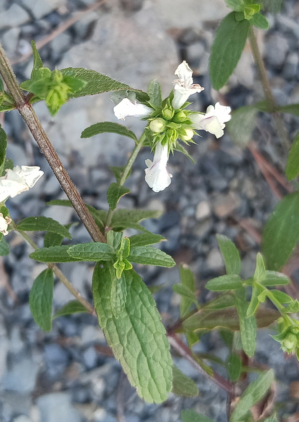 Image of Stachys recta specimen.
