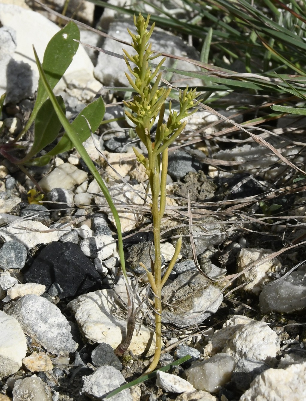 Изображение особи Неопознанный вид.