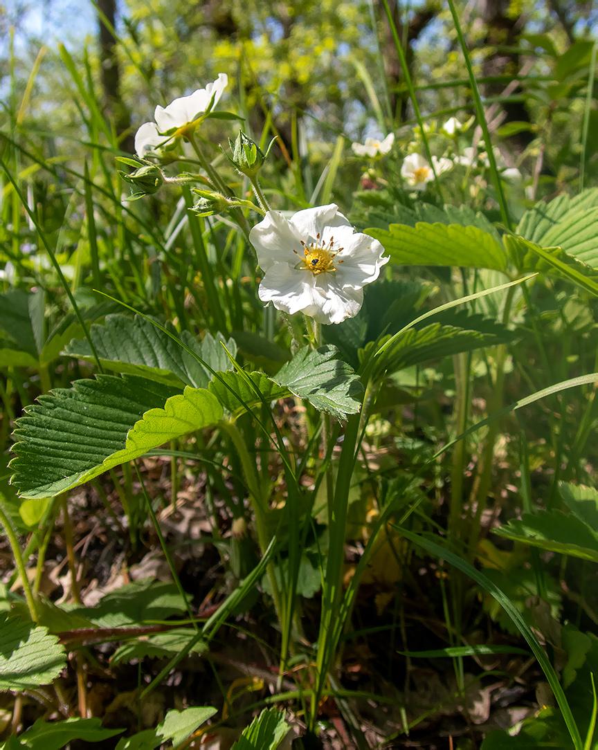 Image of genus Fragaria specimen.