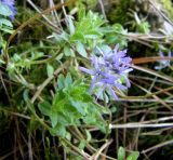 Jasione crispa