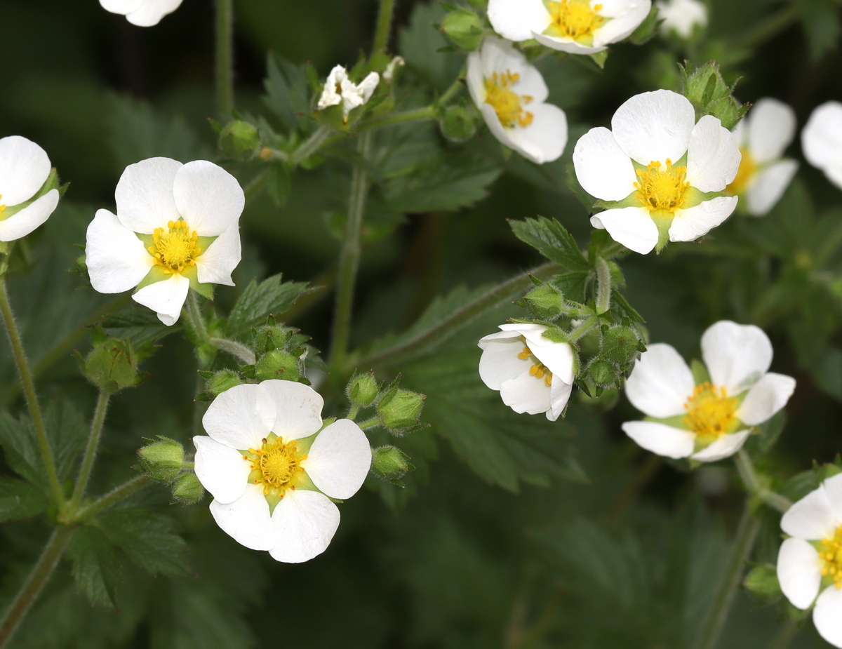 Image of Potentilla rupestris specimen.