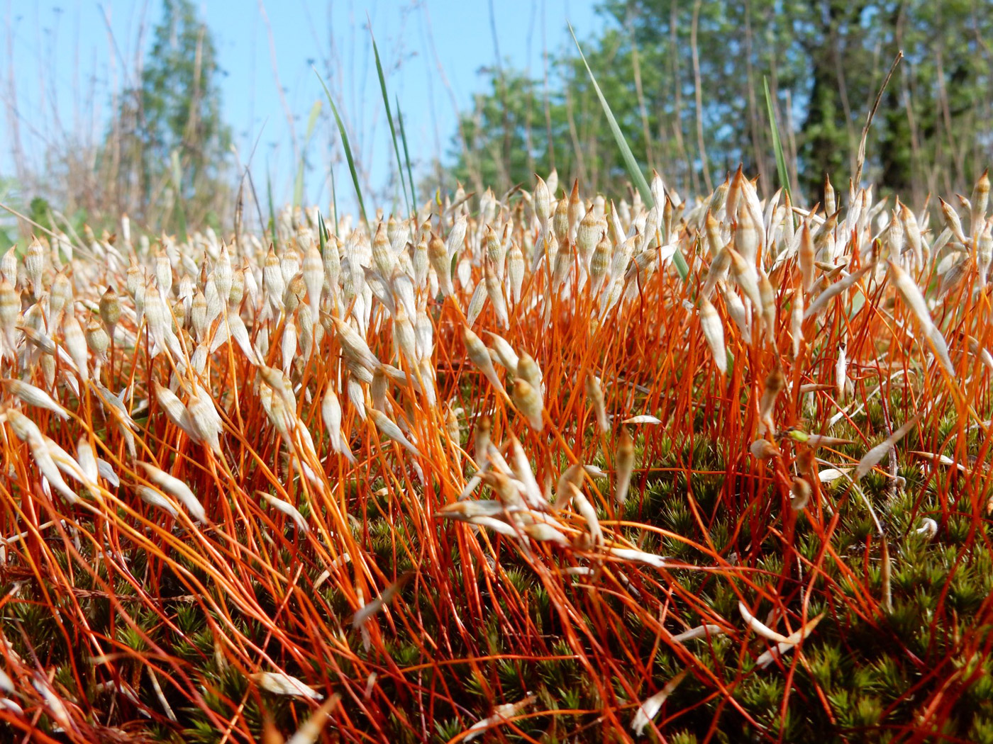 Изображение особи Polytrichum juniperinum.