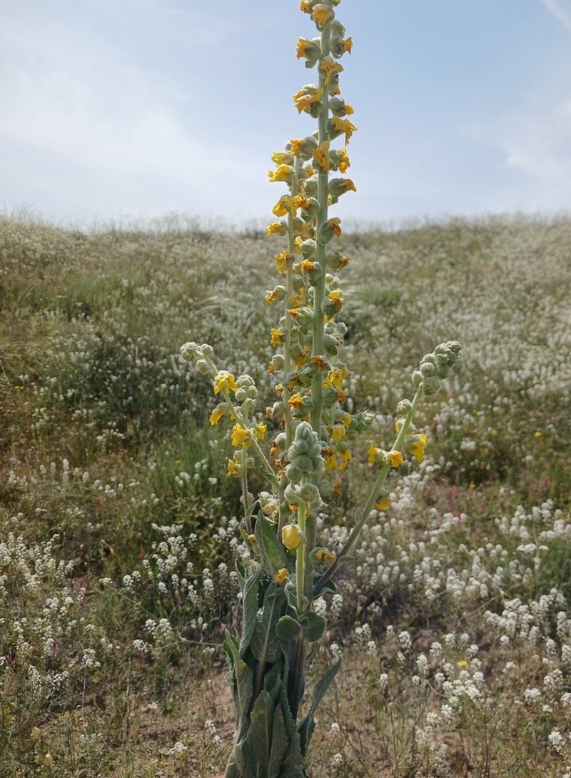 Image of Verbascum saccatum specimen.