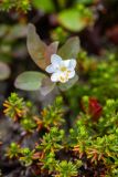 Смотреть изображение Trientalis arctica