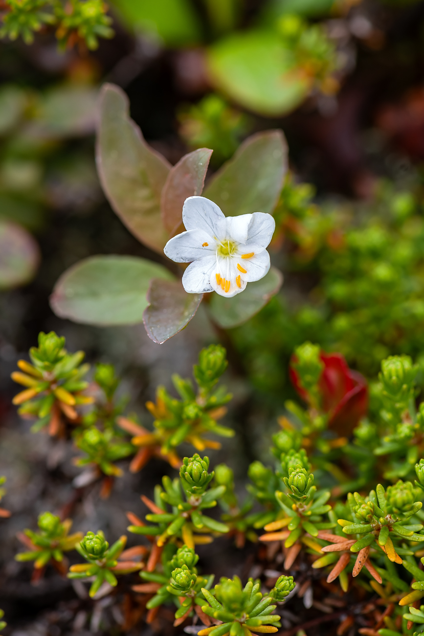 Изображение особи Trientalis arctica.