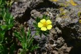 genus Potentilla. Цветок. Грузия, край Самцхе-Джавахети, окраина с. Тмогви, окр. южного берега оз. Цунда, горная степь. 8 июня 2026 г.