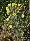 Andryala integrifolia