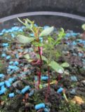 Comptonia peregrina. Сеянцы с первыми настоящими и семядольными листьями. Голубые гранулы - средство от слизней. Московская обл., Щёлковский р-н, в культуре. 26.07.2026.