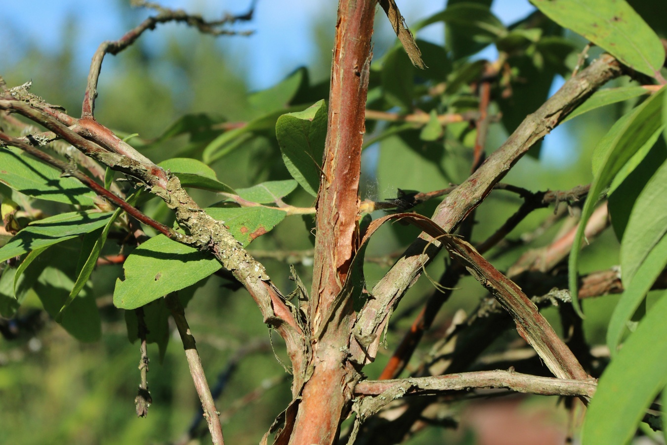 Image of Lonicera edulis specimen.