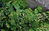 Смотреть изображение Ficus pumila