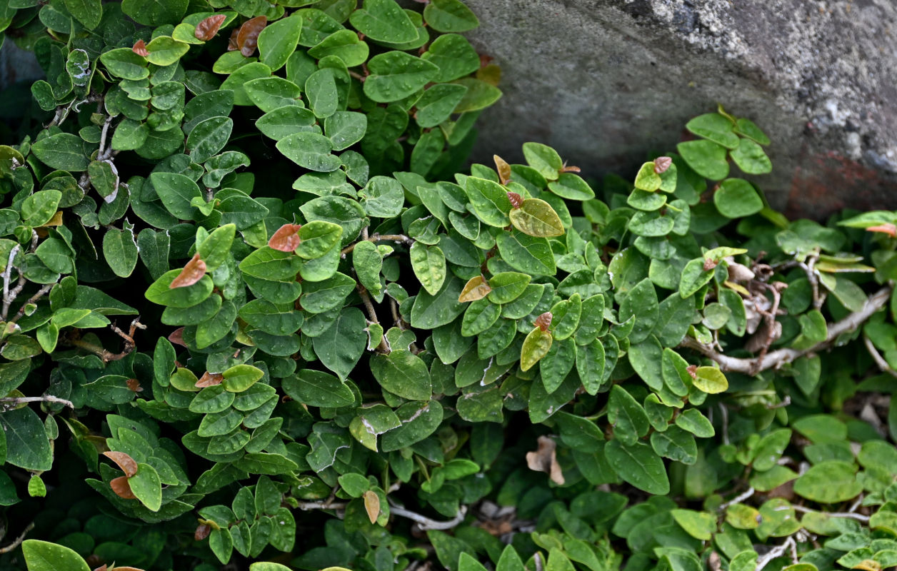 Image of Ficus pumila specimen.