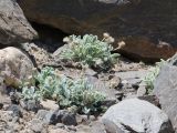 Erigeron andryaloides. Отцветающие растения. Таджикистан, Горно-Бадахшанская автономная обл., Рушанский р-н, хр. Музкол, окр. Сарезского оз., Усойский завал, скопление мелкозёма среди крупноглыбового обломочного материала. 26 июня 2026 г.