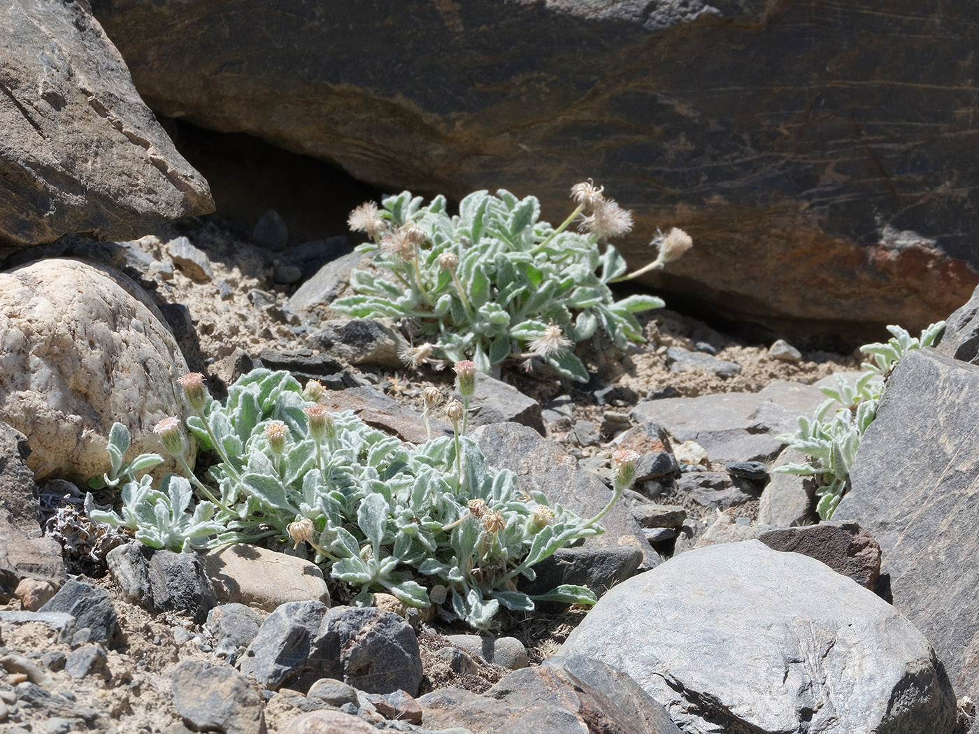 Image of Erigeron andryaloides specimen.