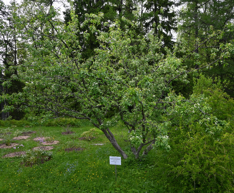 Image of Malus mandshurica specimen.