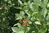 Viburnum burejaeticum. Зреющее соплодие среди ветвей. Приморский край, Шкотовский р-н, окр. с. Новонежино, кромка сырого луга. 08.08.2026.