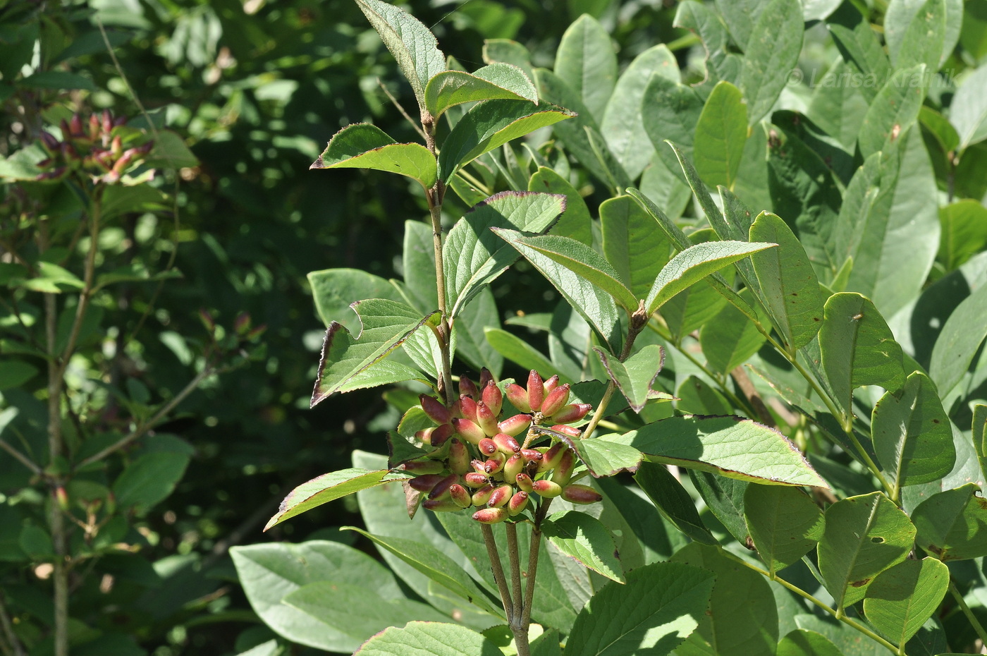 Image of Viburnum burejaeticum specimen.