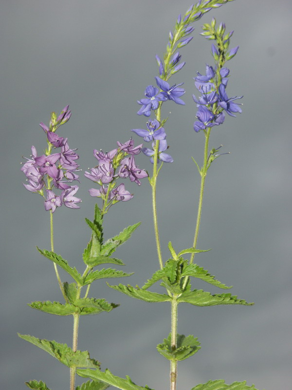 Image of Veronica teucrium specimen.