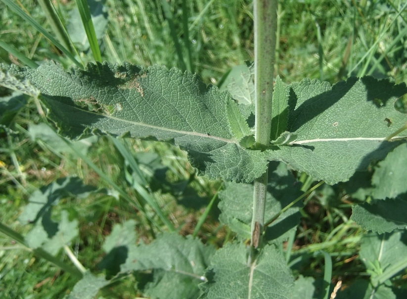 Изображение особи Salvia tesquicola.