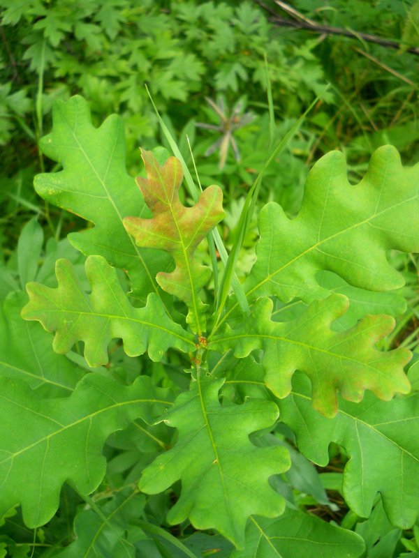 Image of Quercus robur specimen.