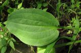 Alisma plantago-aquatica. Лист. Украина, Донецкая обл., Славянский р-н, окр. с. Богородичное. 30.07.2011.