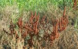 Rumex marschallianus. Плодоносящее растение. Краснодарский край, Кущёвский р-н, станица Шкуринская, высохшая лужа в кювете автодороги. 11.08.2011.