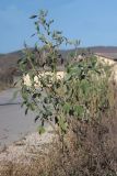 Cyclachaena xanthiifolia. Цветущее растение. Крым, г. Севастополь, Балаклавский р-н, с. Гончарное, обочина дороги. 31.10.2023.