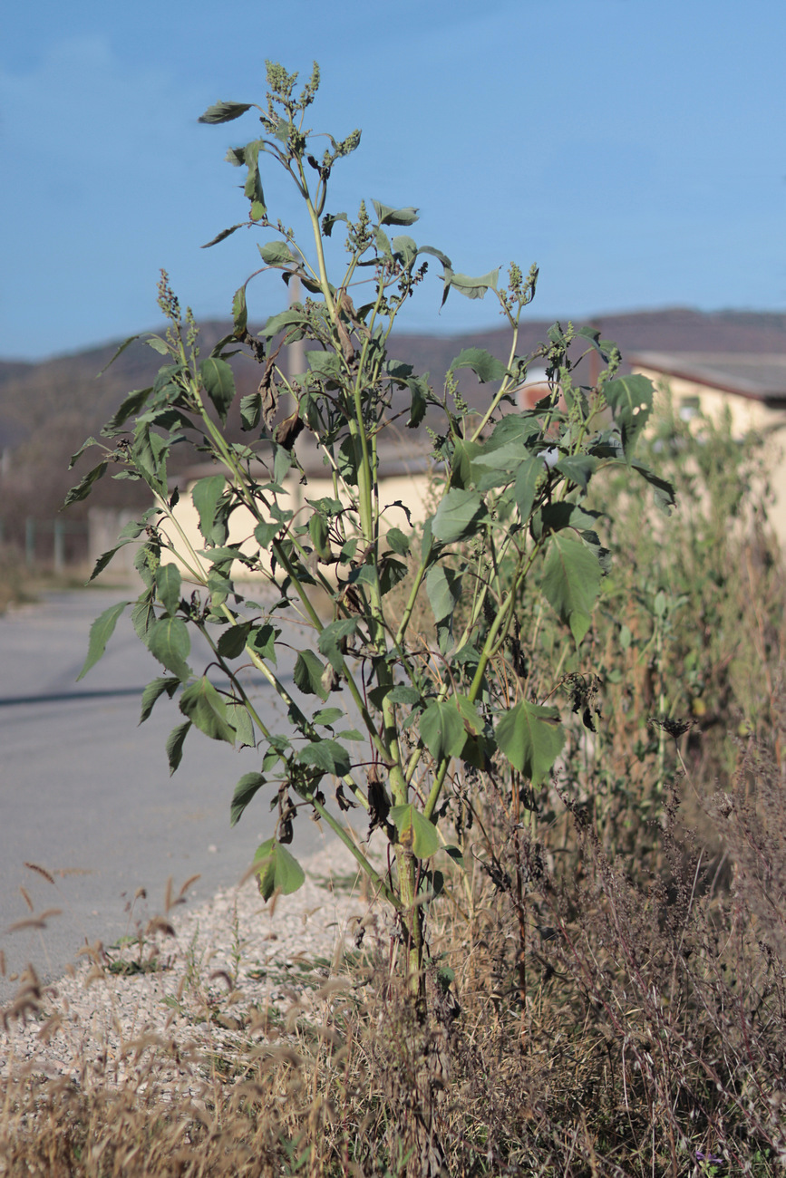 Image of Cyclachaena xanthiifolia specimen.