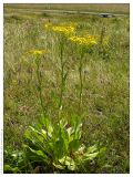 Senecio schwetzowii. Цветущее растение. Республика Татарстан, Нурлатский р-н. 13.07.2005.