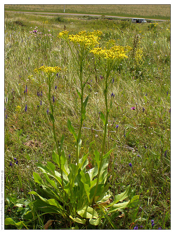 Изображение особи Senecio schwetzowii.