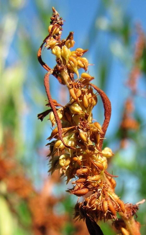 Изображение особи Rumex rossicus.