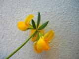 Lotus corniculatus