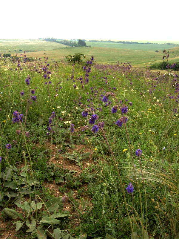 Изображение особи Salvia nutans.