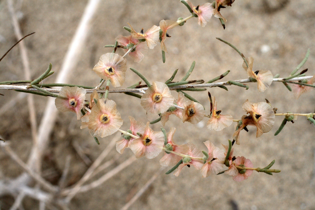 Изображение особи Salsola richteri.