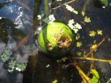 Nuphar lutea