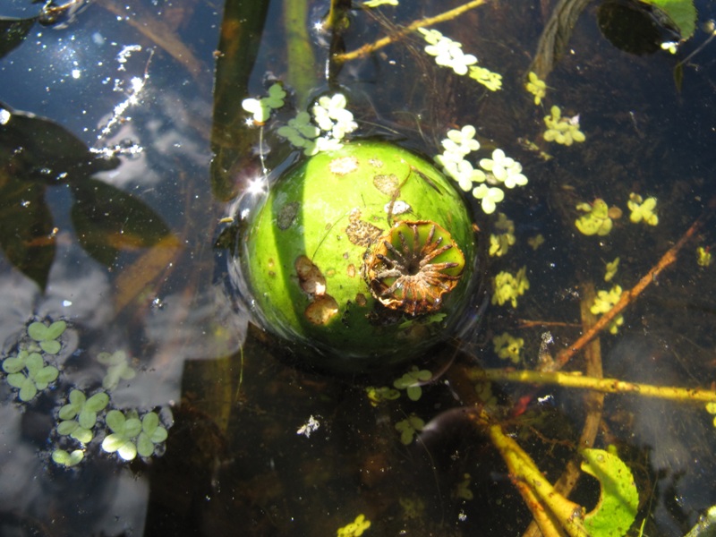 Image of Nuphar lutea specimen.