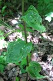 Epipactis persica. Часть побега растения, страдающего от недостатка влаги. Крым, гора Северная Демерджи, буковый лес. 22 июля 2011 г.