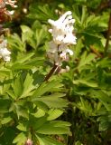 Corydalis cava