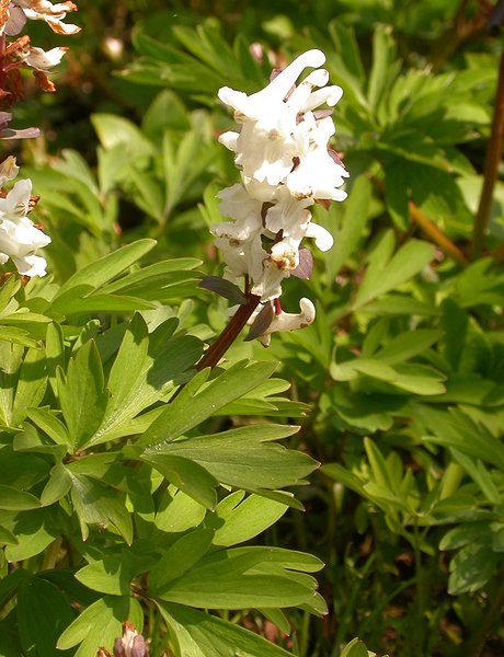 Image of Corydalis cava specimen.