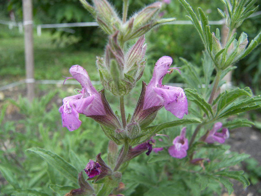 Image of Salvia garedji specimen.