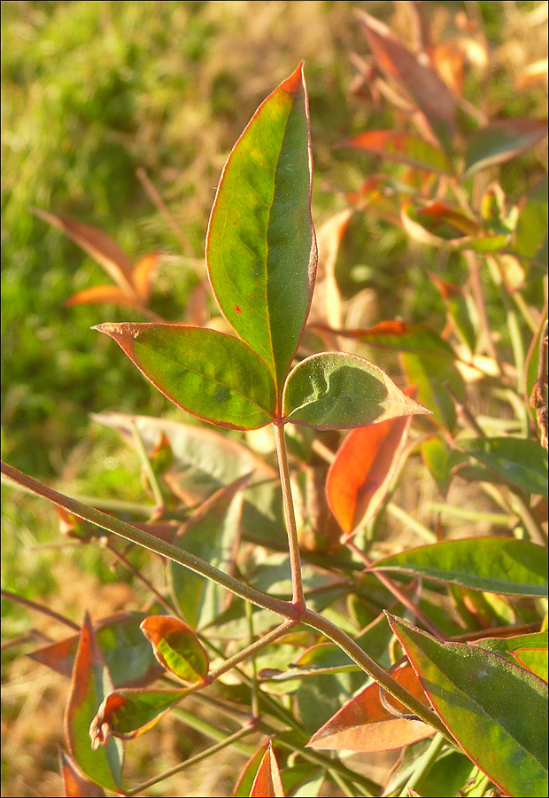 Image of Nandina domestica specimen.