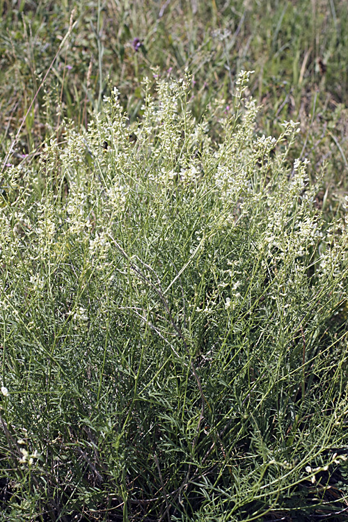 Image of Astragalus pseudomacropterus specimen.