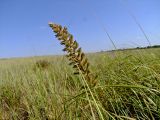 Eragrostis bipinnata