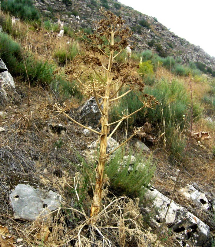 Image of Ferula galbaniflua specimen.